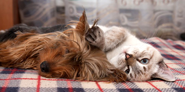 Quel est le coût moyen d'une assurance santé chien/chat ?