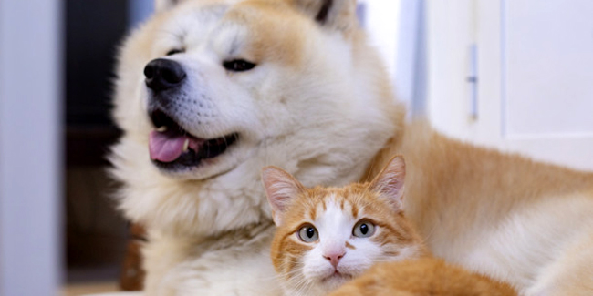 Assurance chien/chat sans avance de frais : explications