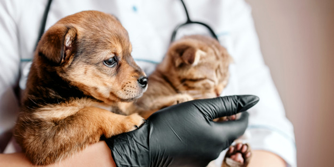 Une mutuelle chien/chat sans délais de remboursement : est-ce que ça existe ?