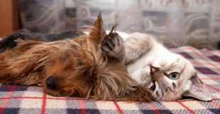 Quel est le coût moyen d'une assurance santé chien chat ?