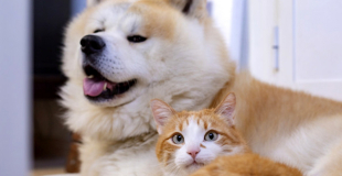 Assurance chien chat sans avance de frais : conseils et devis !