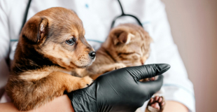 Mutuelle chien chat sans délais de remboursement : conseils et devis !