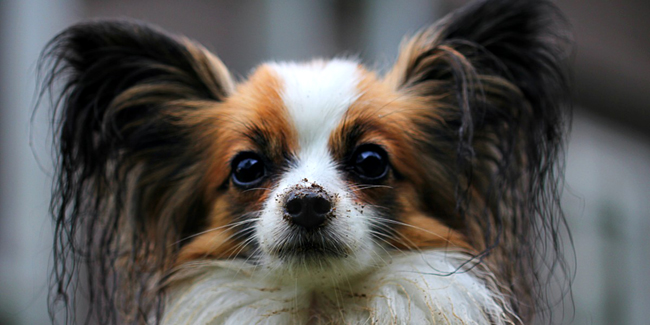 Quelles conditions pour souscrire une assurance chien/chat ?