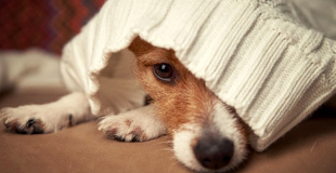 Pourquoi choisir une assurance chien chat sans délais de carence ?