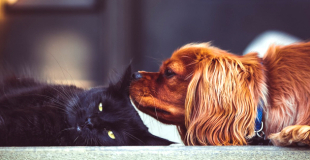 Quelles caractéristiques de l'assurance chien chat ?