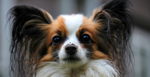 Quelles conditions pour souscrire une assurance chien chat ?