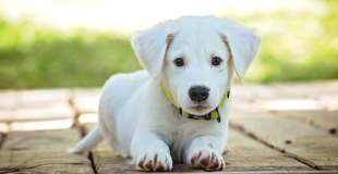 Quelles sont les garanties proposées par une mutuelle chien chat ?