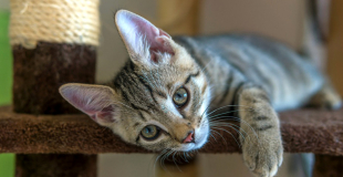 Comment fonctionne l'indemnisation d'une assurance chien chat ?