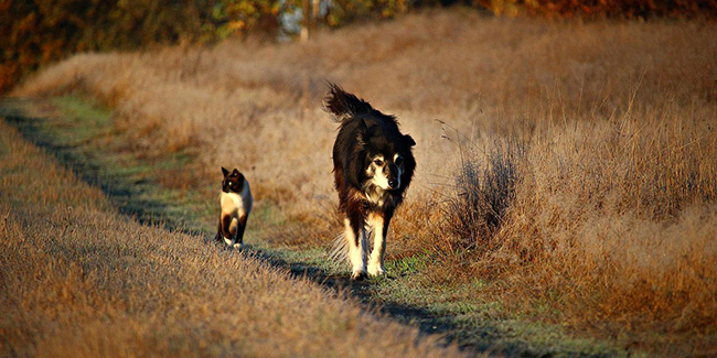 Faire jouer la concurrence avant de souscrire une assurance chien / chat