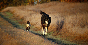 Faire jouer la concurrence avant de souscrire une assurance chien / chat