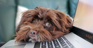 Simulateur assurance chien chat : simulation gratuite de prix !
