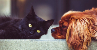 Top 10 des meilleures assurances chien et chat 2025 : le comparatif !