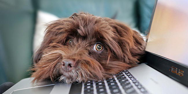 Simulateur assurance chien chat pour en connaître le prix !