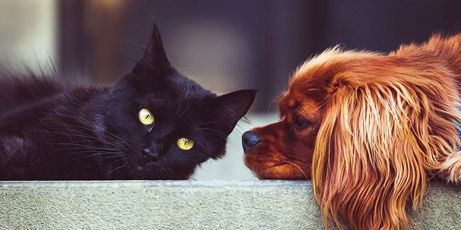 Top 10 des meilleures assurances chien et chat 2024