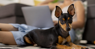 Devis Assurance Chien / Chat en ligne, gratuit et sans engagement !