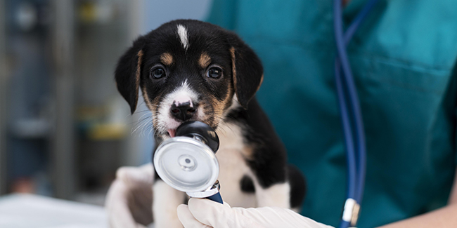 Quelle est l'assurance pour animal de compagnie la moins chère en 2024 ?