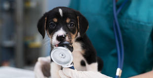 Quelle est l'assurance pour animal de compagnie la moins chère en 2025 ?