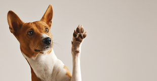 Courtier en Assurance Animaux, chien et chat : avantages et comparateur !